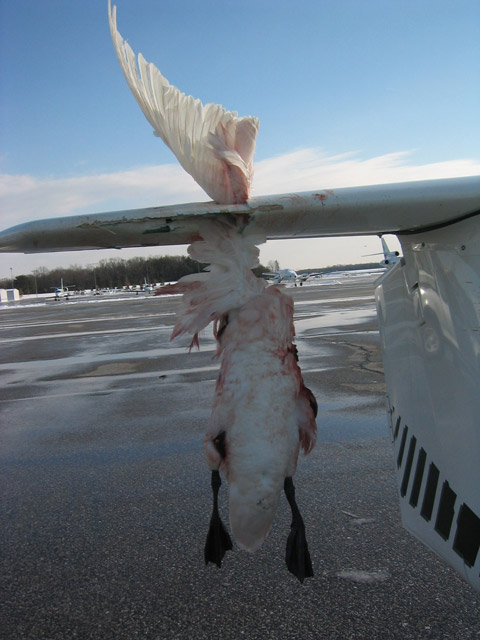 goose2.jpg