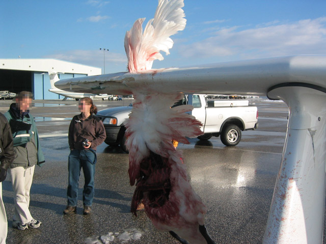 goose3.jpg